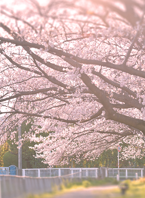 桜の季節を君と
