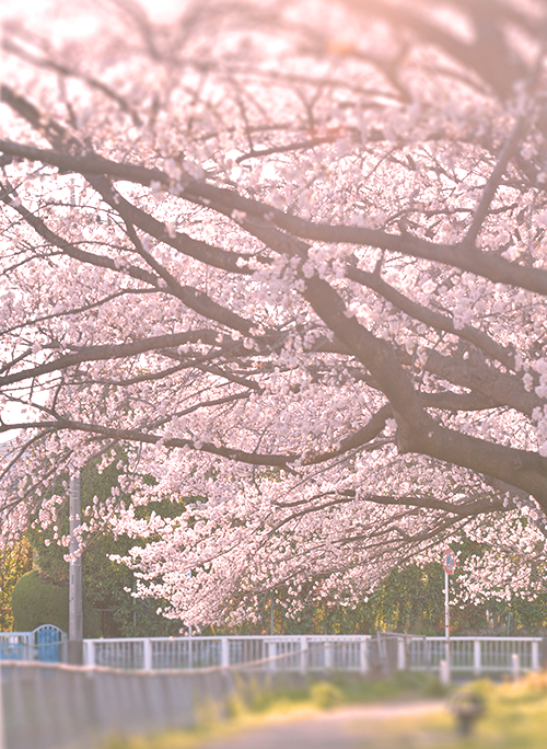 桜の花が咲く頃、また君に逢えますように。