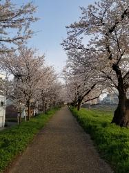 桜の花びらのように 野いちご 無料で読めるケータイ小説 恋愛小説